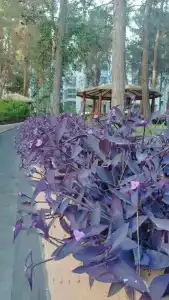 Suenos Beach Side - 32