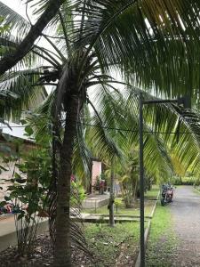 Coconut Bungalow - 24