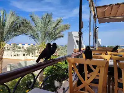 Rehana Royal Beach Resort - Aquapark & Spa - Family & Couples Only - 18