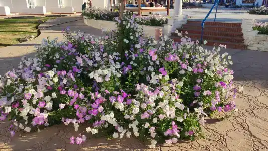 Dreams Vacation Resort - Sharm El Sheikh - 17