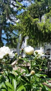 Albemarle Inn - Asheville - 39