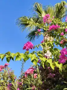 Alexia Resort & Spa - All Inclusive - 23