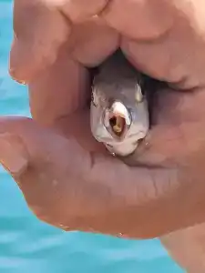 NG Phaselis Bay - 99