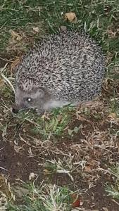 Queen's Park Le Jardin - 41