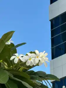 Millennium Place Barsha Heights - 66