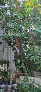 Begonville Beach - Adult Only - 47