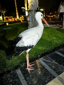 Dahab Lagoon Club & Resort Ex Tirana Dahab - 62