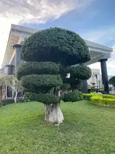 Dobedan World Palace ''Ex Brand Alva Donna World Palace '' - 15