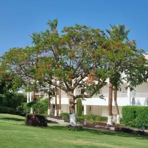 Monte Carlo Sharm Resort & Spa - 84