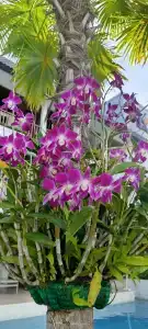 Katathani Phuket Beach Resort - SHA Extra Plus - 45