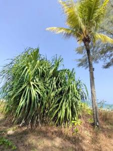 Natai Beach Resort and Spa - SHA Plus - 29