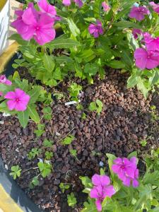 Loxia Comfort Resort Kemer - 94