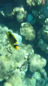 Barceló Tiran Sharm - 96