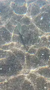 Petunya Beach Resort - 77