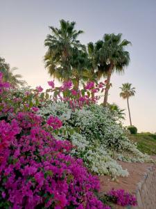 Domina Coral Bay Resort, Diving , Spa & Casino - 61