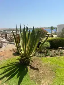 Naama Bay & Resort - 19