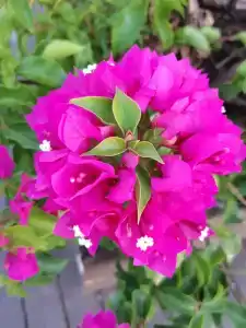 Selectum Family Resort Side - 90