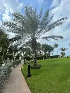 Ajman by Blazons - 61