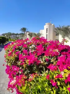 Hurghada Long Beach Resort - 40