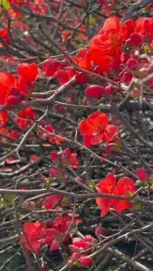 Sheraton Jumeirah Beach Resort - 46