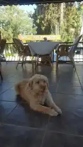 Bitez Garden Life - 86