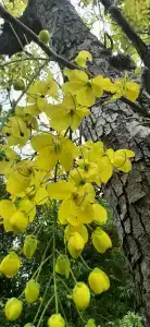 Dusit Thani Pattaya - SHA Extra Plus - 37