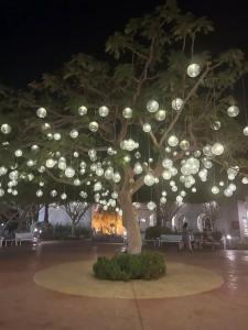 Desert Rose Resort - 72