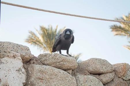 Pickalbatros Royal Grand Sharm - Adults Friendly 16 Years Plus - 35