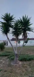 Sentido Trendy Verbena Beach - 67