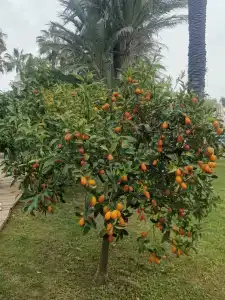 ICs Santai Family Resort - Kids Concept - 79