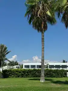 Paloma Finesse Side - 96