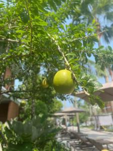 Pullman Khao Lak Resort - 24