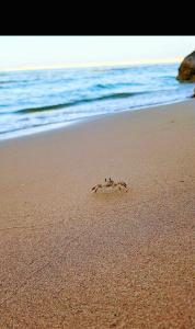 Viva Blue Resort and Diving Sharm El Naga (Adults Only) - 15