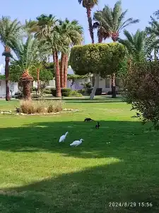 Shams Safaga Resort - 79