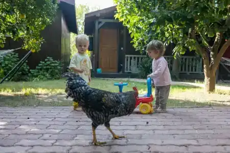 Caretta Caretta Pension - 53