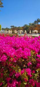 Stella Beach Resort & Spa, Makadi Bay - 32