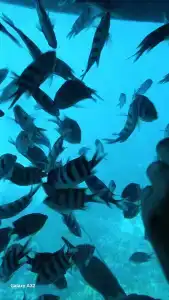 Pickalbatros Jungle Aqua Park - Neverland Hurghada - 67