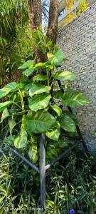 Ana Anan Resort & Villas Pattaya - 72