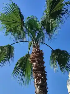 Viking Nona Beach - 94