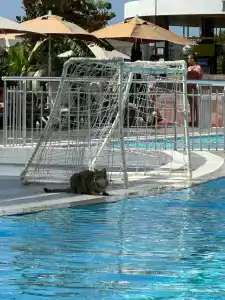 Alexia Resort & Spa - All Inclusive - 15