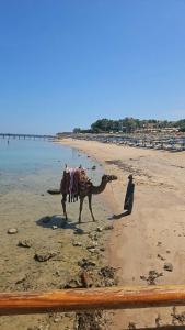 Cleopatra Luxury Resort Sharm El Sheikh - 76