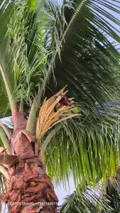 Sugar Beach Mauritius - 63