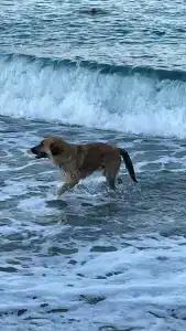 Justiniano Club Alanya - 96