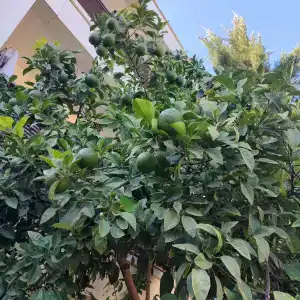 Latanya Park Resort - 70