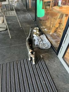 Crowne Plaza Belgrade, an IHG - 69