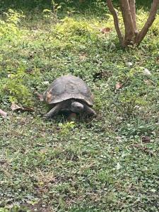 Pashas Princess by Werdes - Adult Only - 65