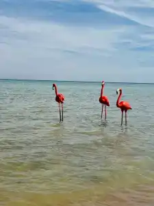 Rixos Premium Seagate - Ultra All Inclusive - 69