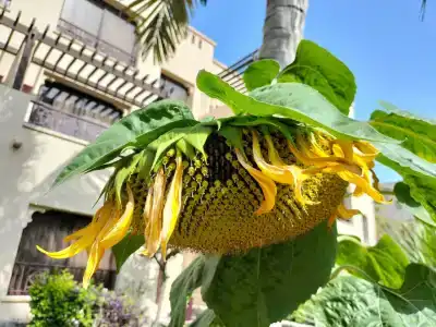 The Cove Rotana Resort - Ras Al Khaimah - 79