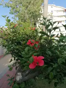 Lonicera Resort & Spa - Ultra All Inclusive - 63