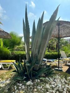 Kolibri - All Inclusive - 15